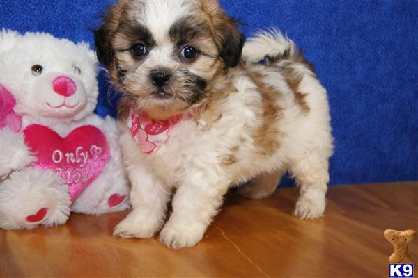 Puppies in GA